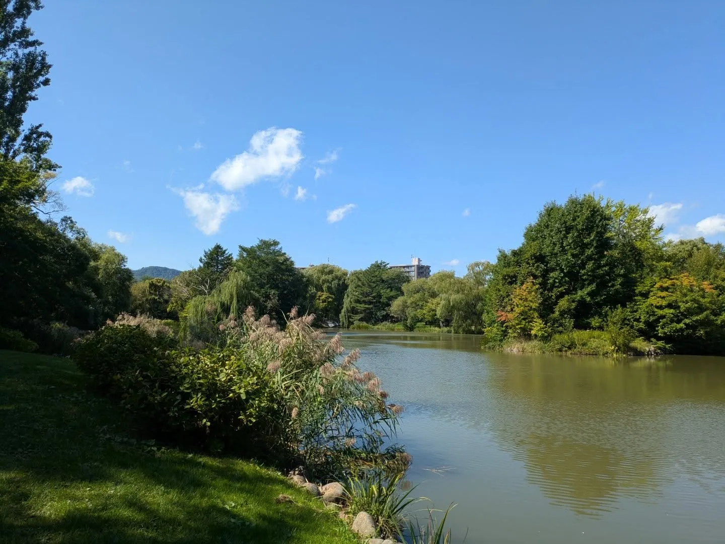 久しぶりに中島公園を散歩しました。