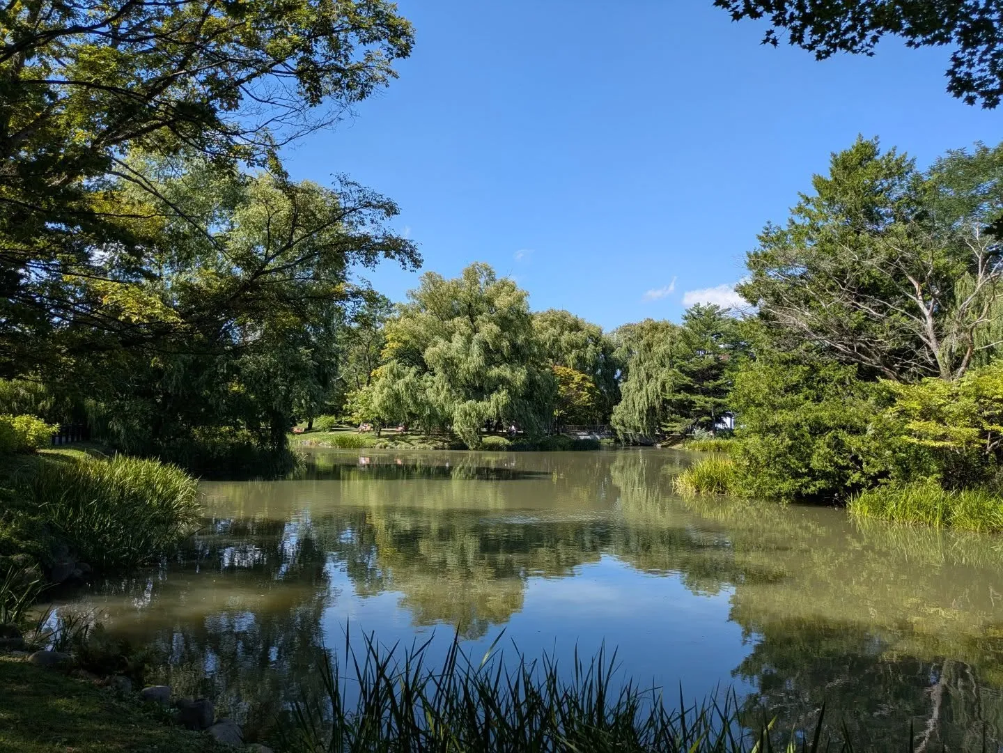 久しぶりに中島公園を散歩しました。
