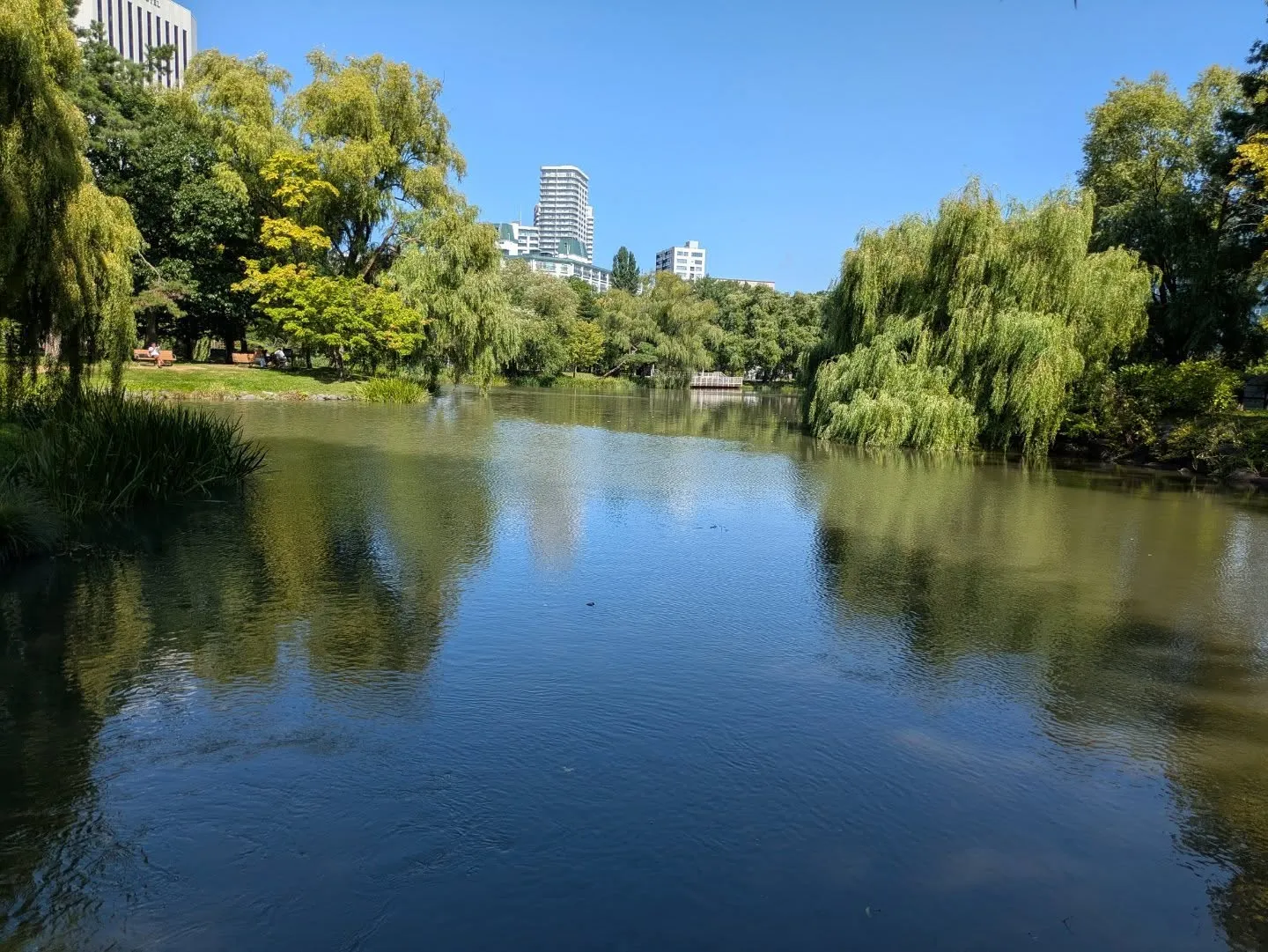 久しぶりに中島公園を散歩しました。