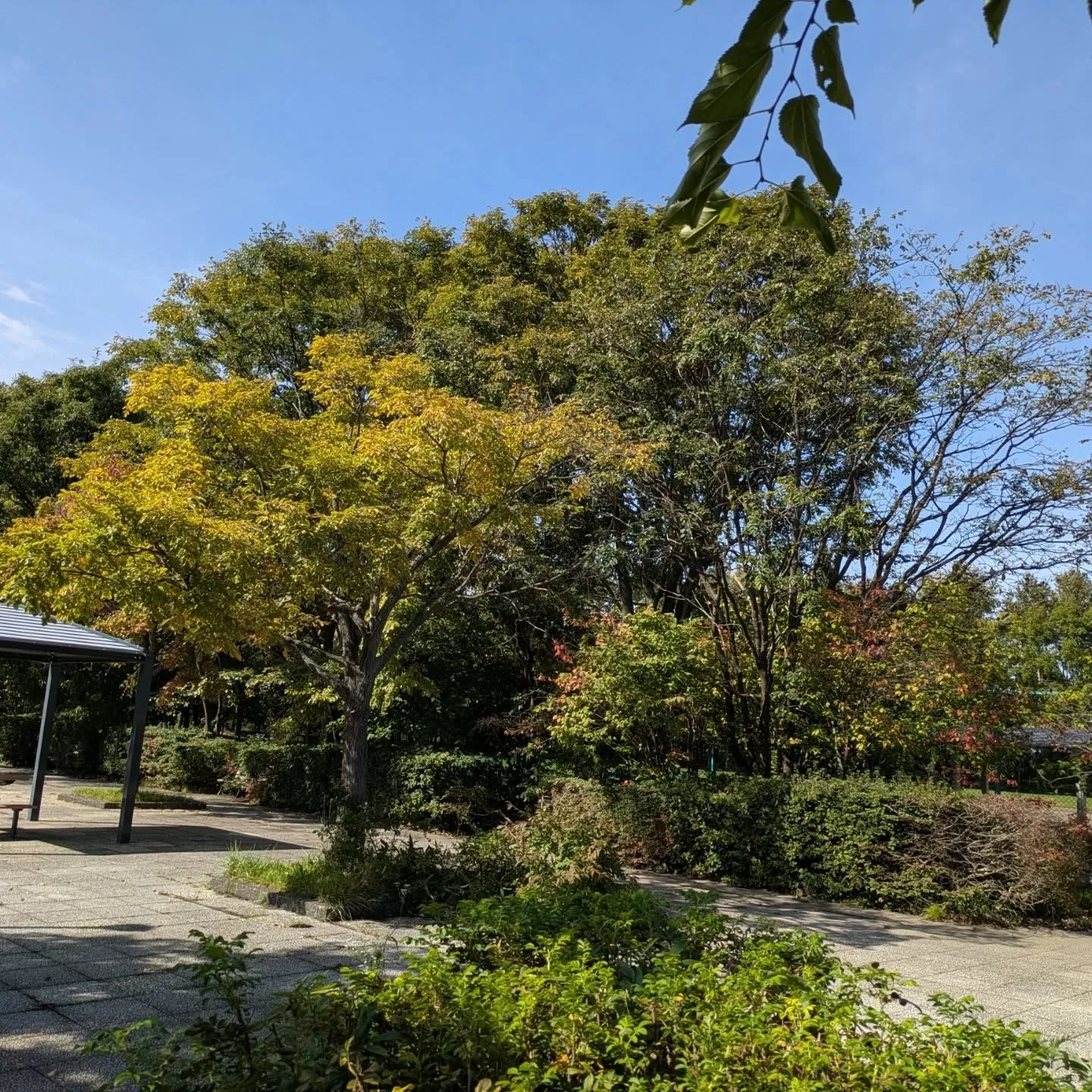 少しずつ紅葉が進んでいます