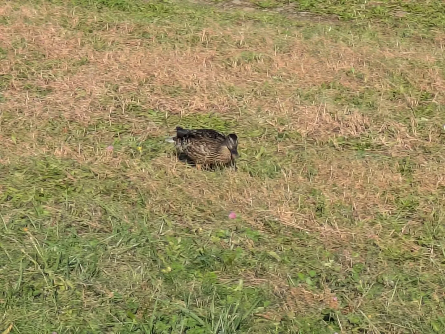 今日は遠回りをして出勤。