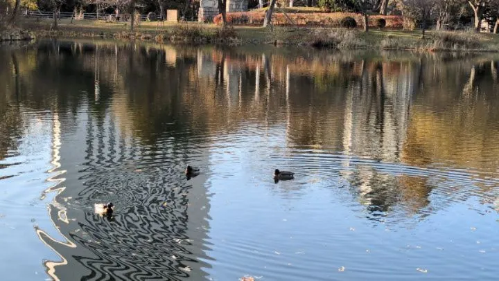 鴨さんは元気そうです。